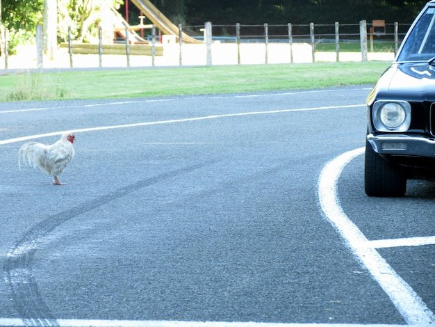 Spain - chicken road españa